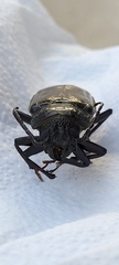 Mallodon spinibarbis