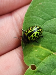 Calligrapha multiplagata