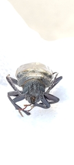 Mallodon spinibarbis