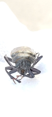 Mallodon spinibarbis