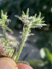 Cryptantha maritima maritima