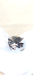 Mallodon spinibarbis