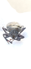 Mallodon spinibarbis