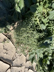 Cryptantha maritima maritima