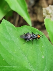 Cyphomyia