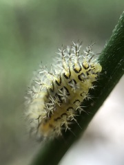 Henosepilachna vigintioctopunctata