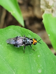 Cyphomyia