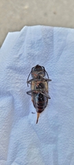 Mallodon spinibarbis