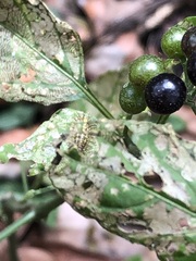 Henosepilachna vigintioctopunctata