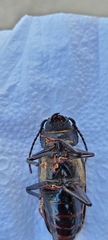 Mallodon spinibarbis