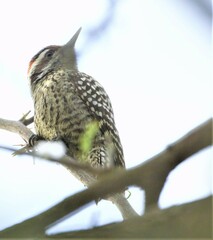 Dryobates mixtus