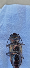 Mallodon spinibarbis