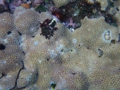 Palythoa caribaeorum