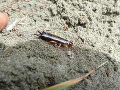 Anisolabis littorea