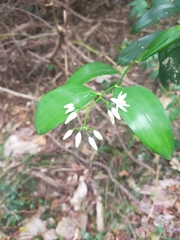 Geitonoplesium cymosum