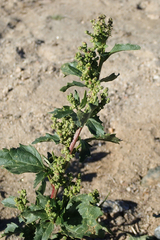Chenopodiastrum murale