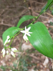 Geitonoplesium cymosum