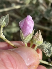 Sphaeralcea ambigua rosacea