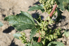 Chenopodiastrum murale