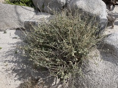 Sphaeralcea ambigua rosacea