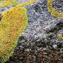 Xanthoria