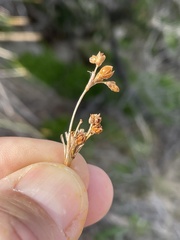 Juncus acutus leopoldii
