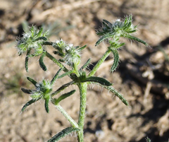 Cryptantha maritima maritima