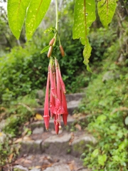 Fuchsia boliviana