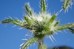 Cryptantha maritima maritima