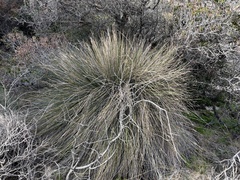 Juncus acutus leopoldii