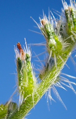 Cryptantha maritima maritima