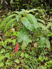 Fuchsia boliviana