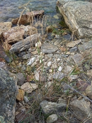 Elymus sibiricus