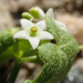 Desert Starvine - Photo (c) Keir Morse, some rights reserved (CC BY-NC-ND), uploaded by Keir Morse