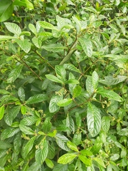 Psychotria loniceroides