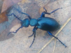 Meloe proscarabaeus