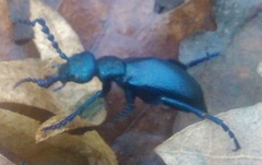 Meloe proscarabaeus