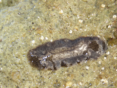 Phrikoceros mopsus