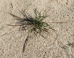 Aristida adscensionis