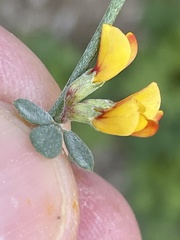Acmispon haydonii
