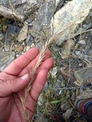 Elymus sibiricus