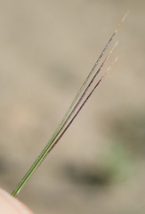 Aristida adscensionis