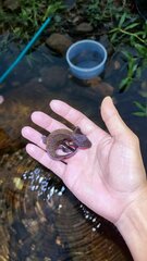 Paramesotriton hongkongensis