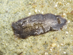 Phrikoceros mopsus