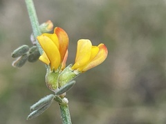 Acmispon haydonii