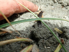 Anisolabis littorea