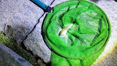 Xiphophorus hellerii