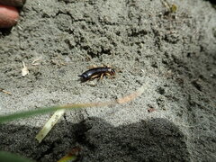 Anisolabis littorea