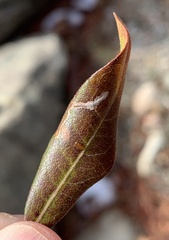 Stigmella betulicola