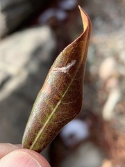 Stigmella betulicola